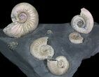 Iridescent Ammonite Fossils Mounted In Shale - x #38171-1